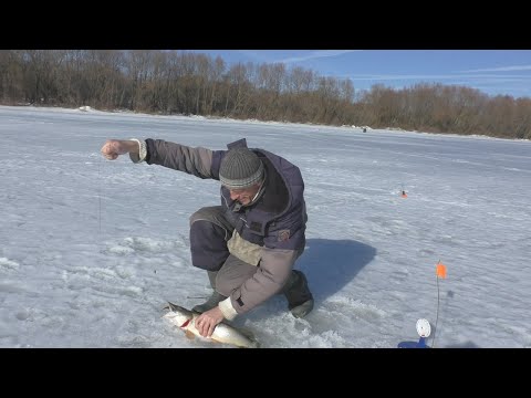 Видео: Сезон закрыт трофейной щукой!