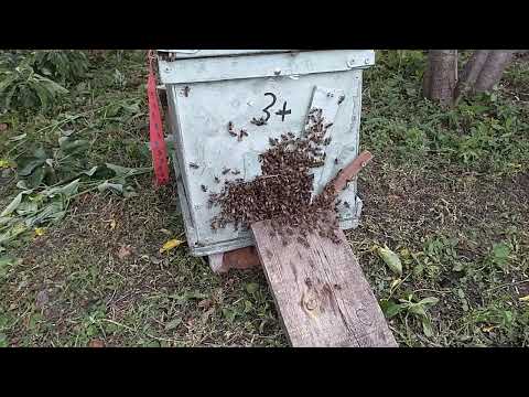 Видео: И тут неожиданно прилетел Рой..😉😁