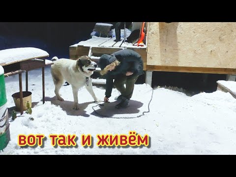 Видео: Жизнь за городом/замело снегом/покупки/вечерняя прогулка/прорубь в пруду .