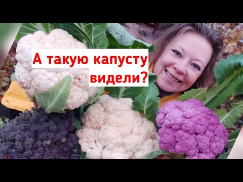 Видео: Что за капуста у меня выросла?! Я влюбилась! Цветная капуста, капуста брокколи удивительные сорта