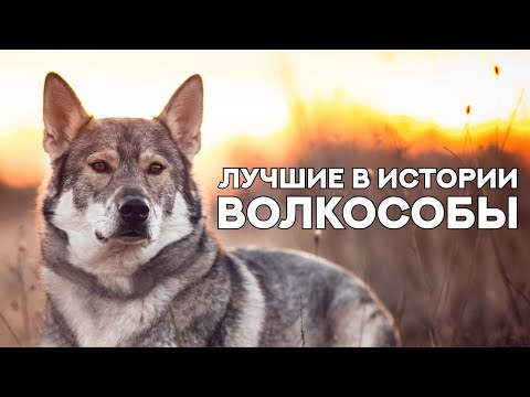 Видео: Лучшие ВОЛКОСОБЫ за всю историю существования этого направления. The best WOLFDOG in the world.