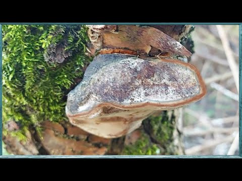 Видео: Гриб трутовик избавит от болезней в саду и огороде
