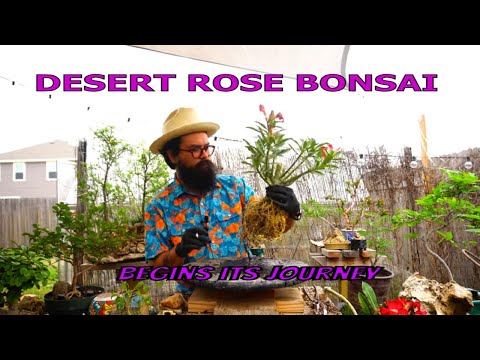 Видео: Начинаем выращивать бонсай из пустынной розы — Бонсай-ДА!