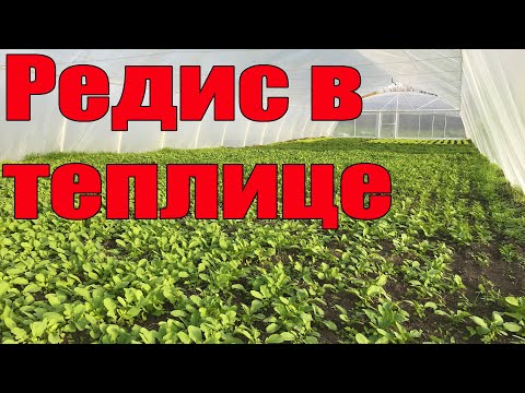 Видео: Редис в теплице 30 дней от посева.  Редиска Селеста f1 ОТЗЫВЫ