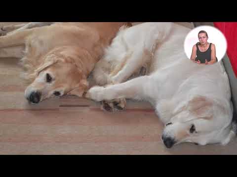 Видео: Собаки. Взаимоотношения в стае, как познакомить старших с новым щенком.