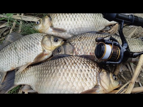 Видео: МОРМЫШИНГ. НАДУБАСИЛ ЛАПТЕЙ. КАРАСИ НА СПИННИНГ #мормышинг #fishing