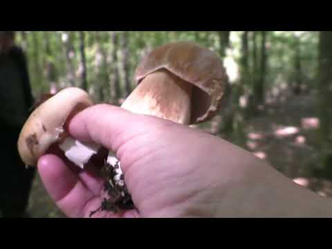 Видео: Посвящено Белым Грибам !😉 Как правильно приседать !?