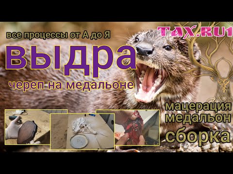 Видео: Череп выдры на медальоне