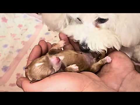 Видео: У моей собаки родились 4 очень милых щенка, и дом сразу превратился в весёлый «щенячий детский сад».