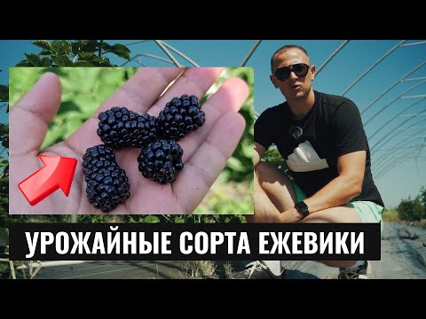 Видео: Вкусные и урожайные сорта Ежевики о которых точно нужно знать