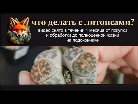 Видео: что делать с литопсами после покупки  видео от распаковки до жизни на подоконнике