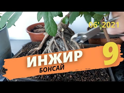 Видео: Результаты обрезки кроны, обрезка корней бонсай из инжира на камне | Июнь 2021