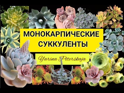 Видео: Монокарпические суккуленты.