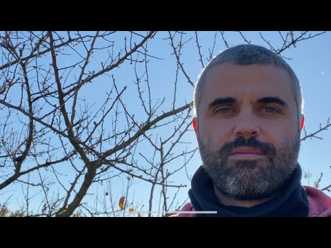 Видео: Саджанці Хурми Закарпаття. Листя впало!!!!