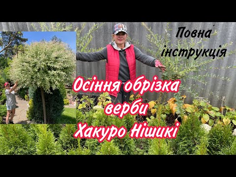 Видео: Формуюча обрізка верби ХакуроНішикі ВОСЕНИ.Повна інструкція!