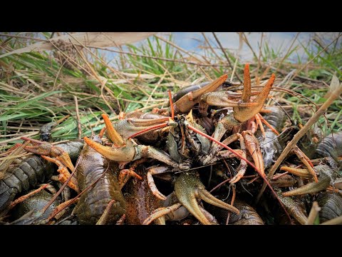 Видео: ЛЕСНАЯ РЕКА КИШИТ КРУПНЫМИ РАКАМИ!!! ПОЙМАЛИ ВЕДРО РАКОВ!