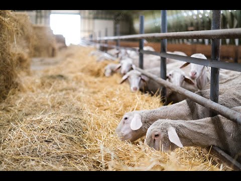 Видео: §14 "Сельское хозяйство. Животноводство", География 9 класс, Полярная звезда