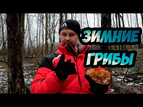 Видео: Зимние грибы. Что делать грибнику в январе?
