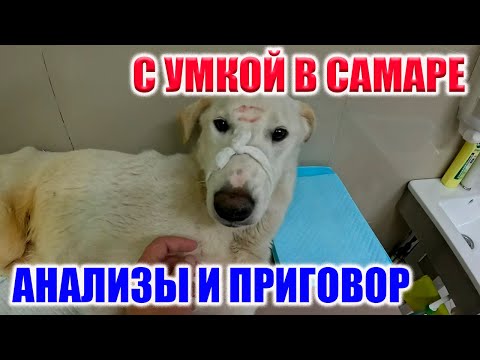 Видео: ВИЗИТ В САМАРСКУЮ КЛИНИКУ ПРИВЕЛ К НЕОЖИДАННОМУ РЕЗУЛЬТАТУ! СМОТРИМ!