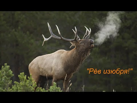 Видео: Лукиново 2 (Рёв изюбря.)