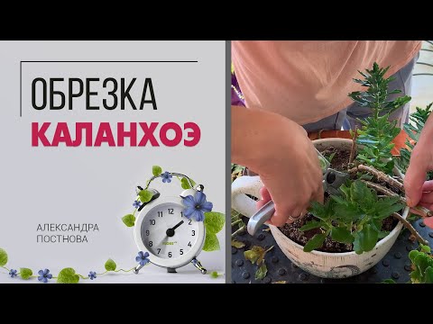 Видео: Почему каланхоэ не цветет? Как правильно обрезать каланхоэ, чтобы он был пушистым и цветущим.