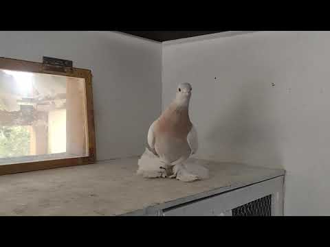 Видео: Бланьживая племенная голубка 8.11.2025 год.Германия.