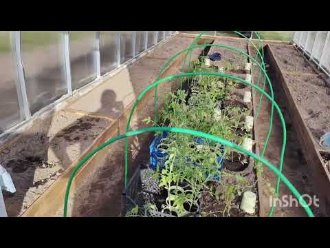 Видео: ДАЧА #21. ВТОРАЯ ТЕПЛИЦА ГОТОВА #ВЫСАДИЛА ТОМАТЫ#ЖДЕМ ЗАМОРОЗКИ