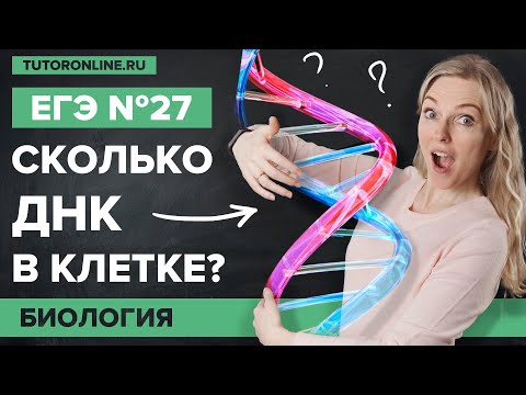 Видео: Сколько ДНК в клетке? Биология ЕГЭ № 27 | Биология | TutorOnline