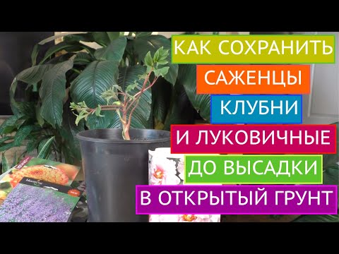 Видео: КАК СОХРАНИТЬ КУПЛЕННЫЕ САЖЕНЦЫ, КЛУБНИ И ЛУКОВИЧНЫЕ ДО ВЫСАДКИ В ОТКРЫТЫЙ ГРУНТ!
