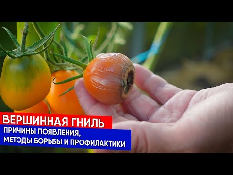 Видео: Вершинная гниль - что делать