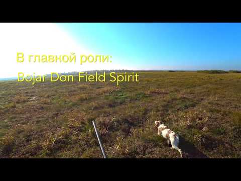 Видео: Охота с легавой Эпаньол Бретон. Бекас. Октябрь 2018 г. Беларусь. Часть 1.