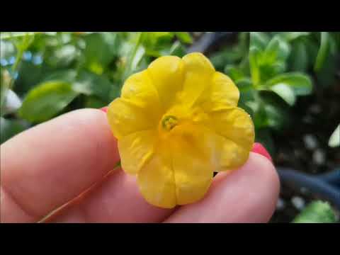 Видео: РЕПОРТАЖ из ТЕПЛИЦЫ ИНСТРУКЦИЯ по УКОРЕНЕНИЮ