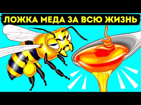 Видео: Как и зачем пчелы делают мед (и другие интересные факты о пчелах)