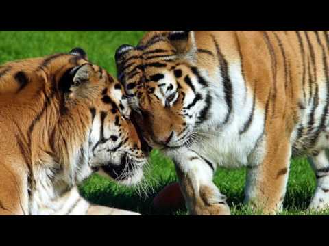 Видео: Восточный гороскоп - Тигр