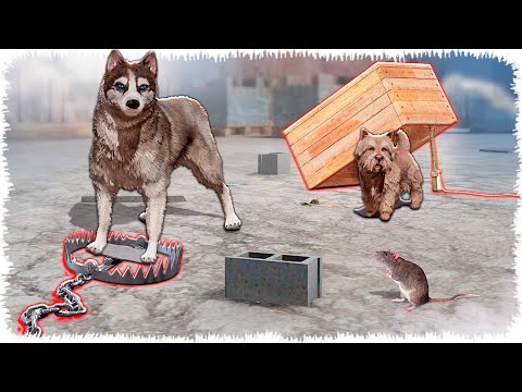 Видео: Рекс пен Бобик тұзаққа түсіп қалды (GTA V)