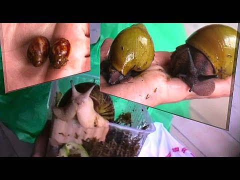 Видео: Большая распаковка улиток: Бенины, Иктерики, Овумы, Вентрикоза, Родаци / Big Snail Unboxing