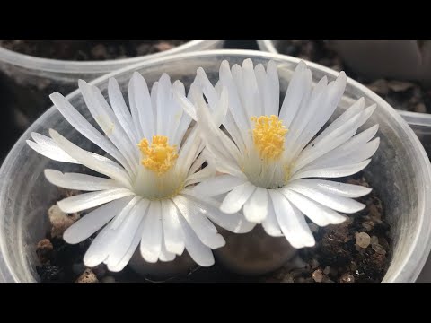 Видео: Как опылить Литопсы (Lithops) и получить семена. Размножение Литопсов.