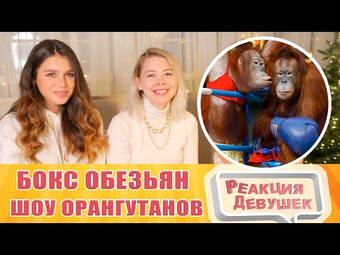 Видео: Реакция девушек. БОКС ОБЕЗЬЯН НА РИНГЕ (шоу орангутанов).
