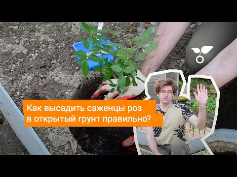 Видео: Как высадить саженцы роз в открытый грунт правильно?
