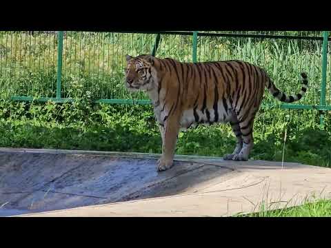 Видео: тигр Астон в большом вольере