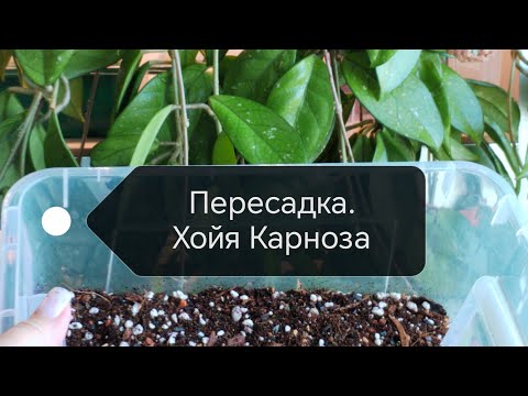 Видео: Пересадка хойи карнозы 