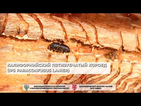 Видео: Калифорнийский пятизубчатый короед (Ips paraconfusus Lanier)