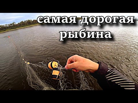 Видео: ТОЧНО БРАКОНЬЕРЫ??? РЫБАЛКА СПЛАВНЫМИ СЕТЯМИ НА КРАЙНЕМ СЕВЕРЕ! !!!