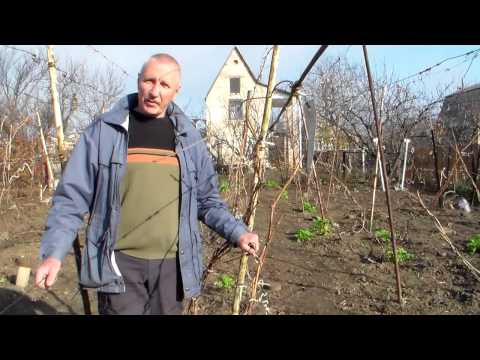 Видео: Виноград Планы на будущий  сезон