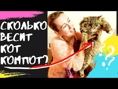 Видео: Сколько ВЕСИТ кот Компот? Где мы его взяли и что из этого выросло?