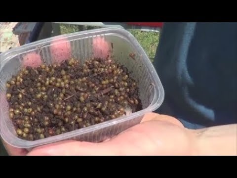 Видео: АТ225 Дополнение к технологии разведения червей