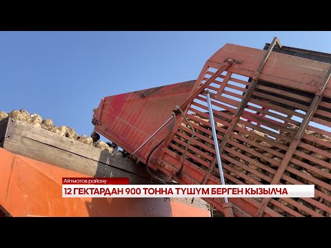 Видео: 12 ГЕКТАРДАН 900 ТОННА ТҮШҮМ БЕРГЕН КЫЗЫЛЧА