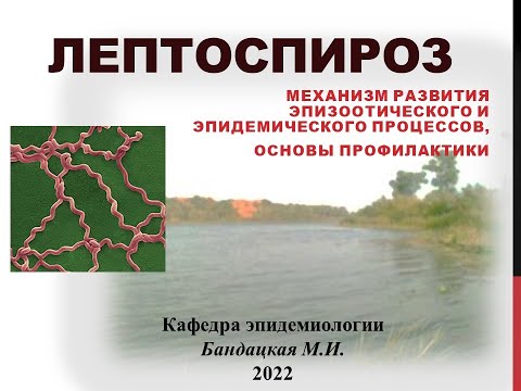 Видео: Лептоспирозы: механизм развития эпизоотического и эпидемического процессов, основы профилактики.
