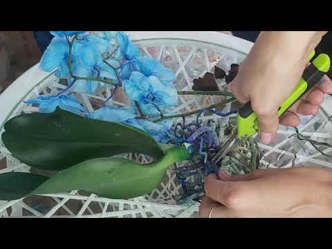 Видео: СИНЯЯ ИСТОРИЯ... Как спасти ОРХИДЕЮ от ГИБЕЛИ? Срезаю синие КОРНИ✂️ Все синее орхидея, корни, руки 😱