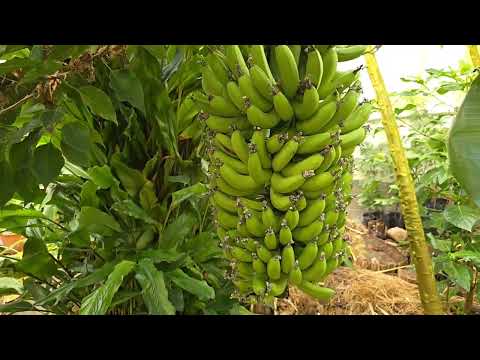 Видео: прогулка в тропической теплице